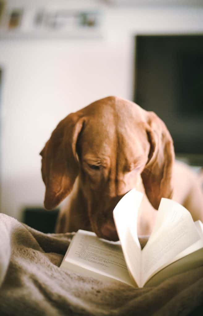 dog reading homeschool book
