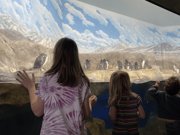 children looking at penguins