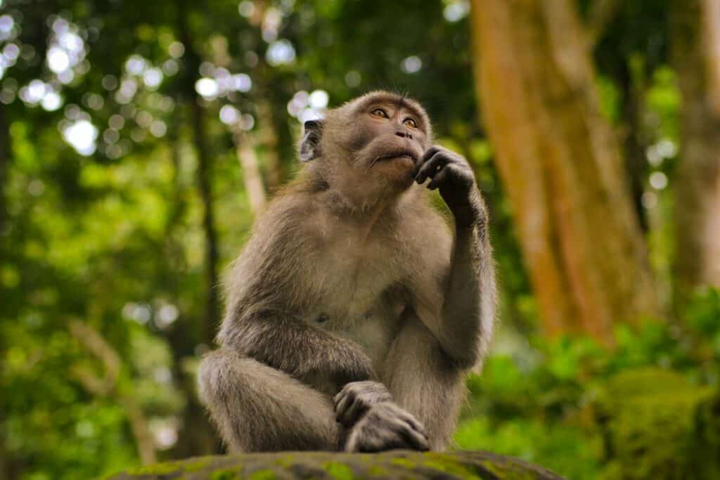 gray monkey thinking in bokeh photography