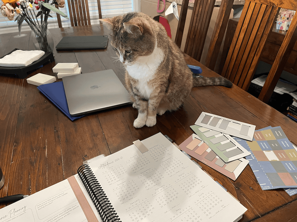 cat looking at an open planner