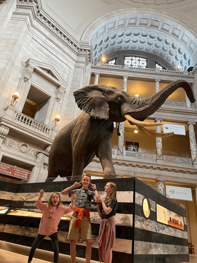 elephant at the Natural History Museum